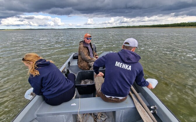 Juvenile eels being released off the coasts of Saaremaa and Hiiumaa.