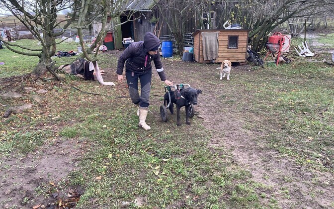 Приют для животных в Пяйте.