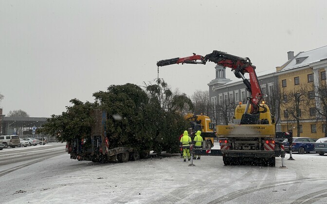 На Петровской площади Нарвы установили рождественскую ель.