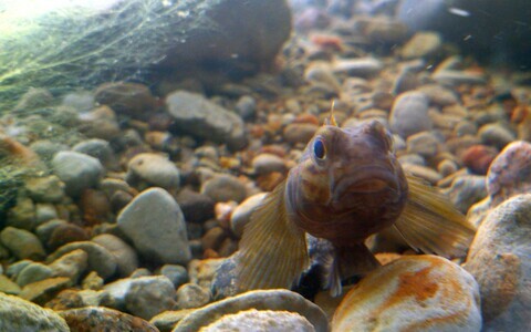 ФОТО: Бычок-кругляк – широко распространенный неместный вид в Балтийском море.