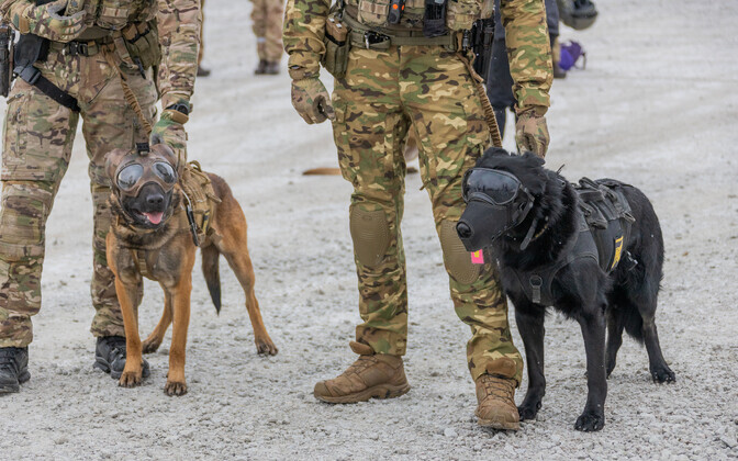 Sõjaväepolitsei K9 koostööharjutus.