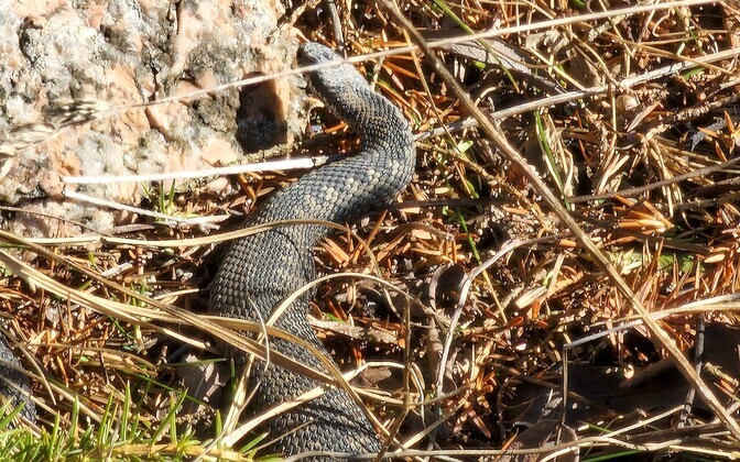 A Saaremaa European adder, also known as the European viper, taking in some sun as spring arrives.