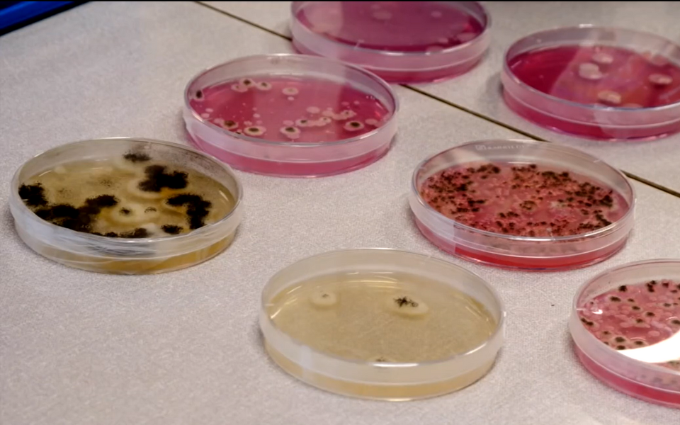 Toidutööstusel tuleb arvestada üha rohkem bakteriga, kes pole varem inimestega ohtu kujutanud ega ebamugavusi tekitanud.