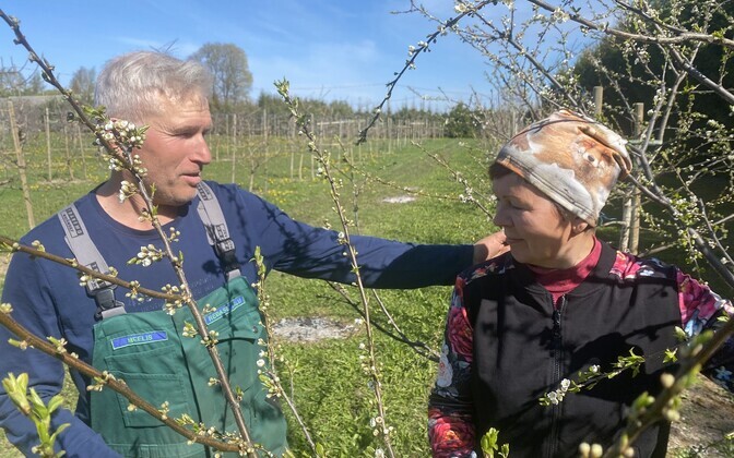 Rebase aiandustalu omanike Piia ja Meelis Tiigemäe rajatud õunaaiast võib leida üle saja õuna- ja ploomisordi.