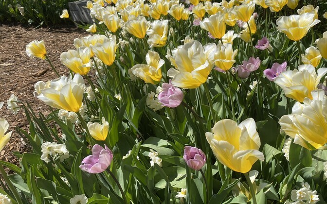 Kirna mõisa tulbiaias meelitavad tulbisõpru tuhanded õide puhkenud tulbid, mille õiteilu kõrgaeg on alanud.