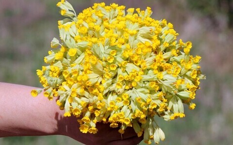 Nurmenuku õietüüpide tasakaal on mitmetes asurkondades paigast ära.