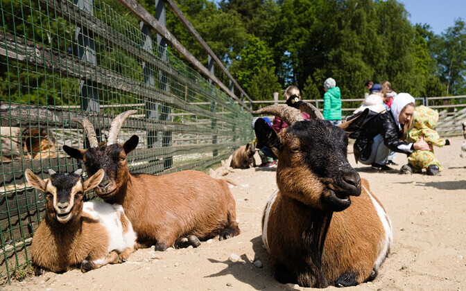 Lastekaitsepäev Tallinna loomaaias