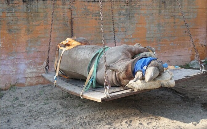 Teravmokk-ninasarvikud Kigoma ja Kibibi koliti sõraliste majja.