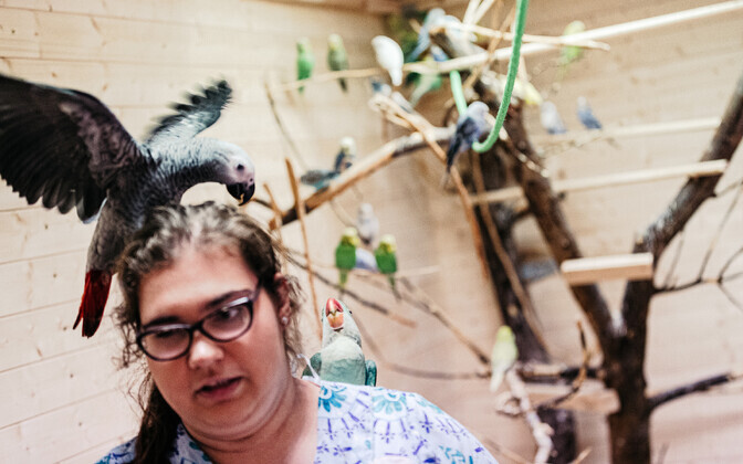 Открытие контактного зоопарка.