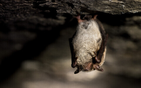 Veelendlane talvitumas Laagri Läänekäigus