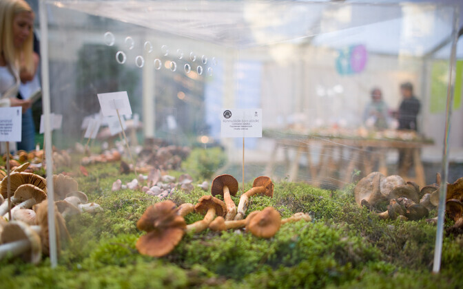 61-я выставка грибов.