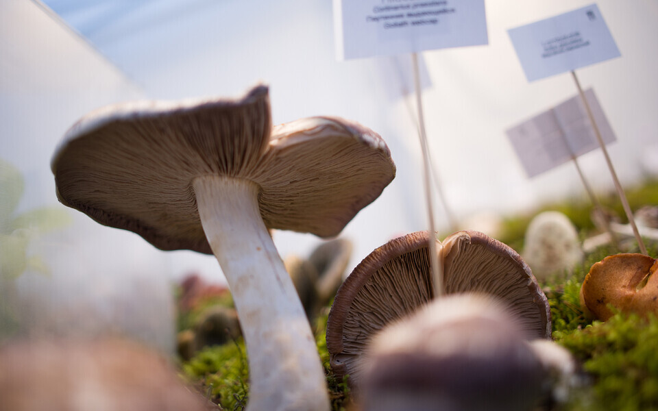 Loodusmuuseumi 61. seenenäitus