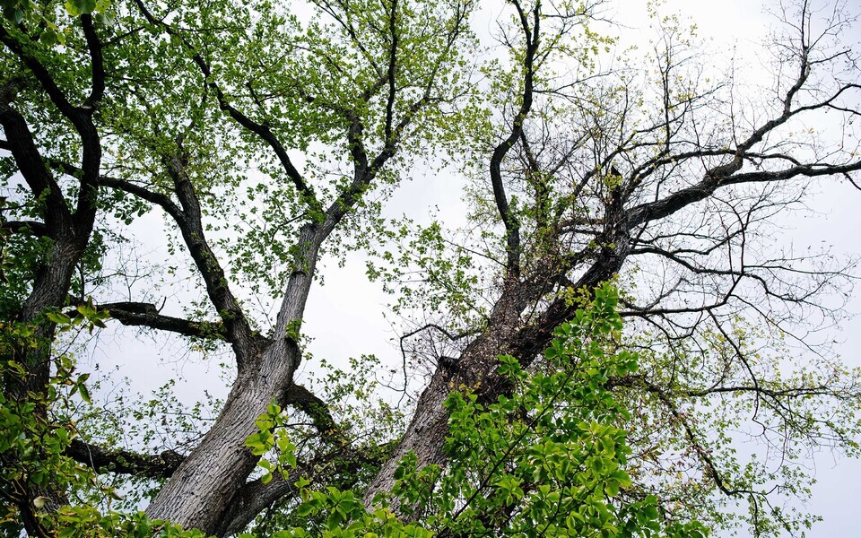 Днем небольшая и переменная облачность, без существенных осадков.