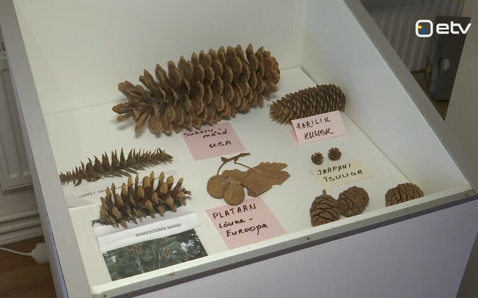 Käbinäitus Rannarootsi muuseumis.