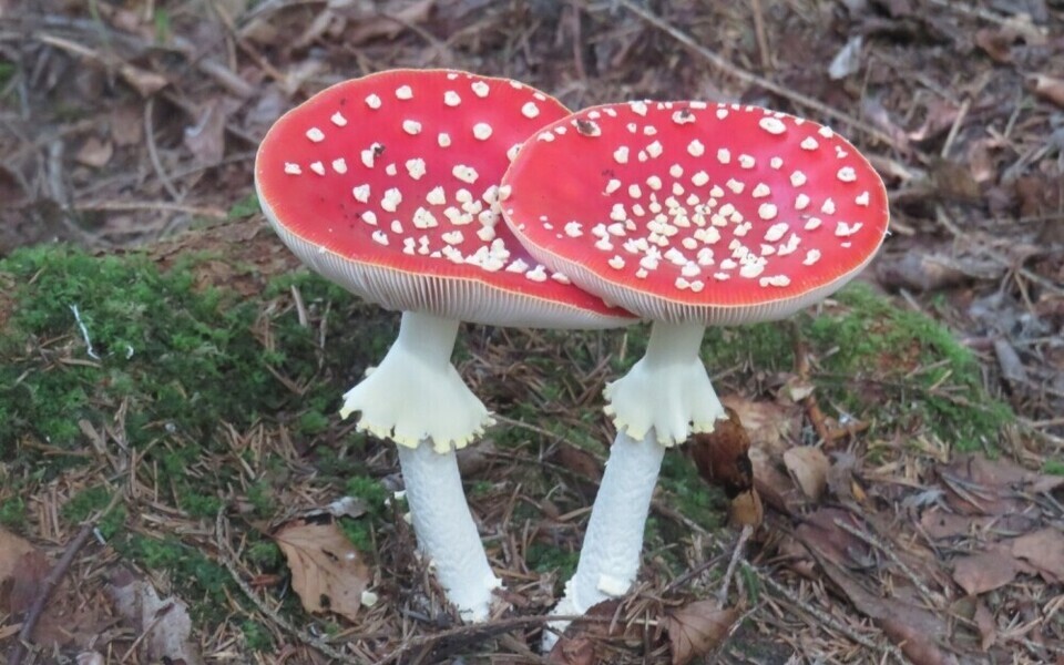 Планируемый закон предусматривает штрафы для людей, которые призывают употреблять ядовитые вещества.