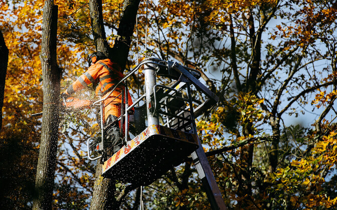 Арбористы в парке Кадриорг.
