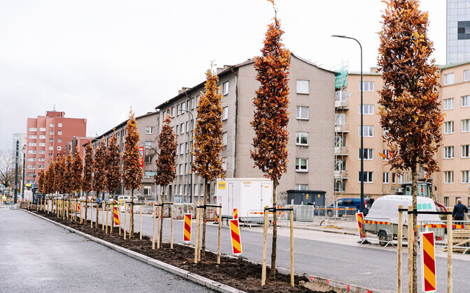 Värskelt istutatud puud Gonsiori tänaval