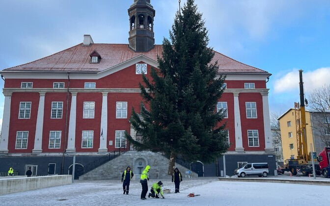 The Christmas tree being put into place on Narva's newly renovated Town Hall Square (Raekoja Plats).