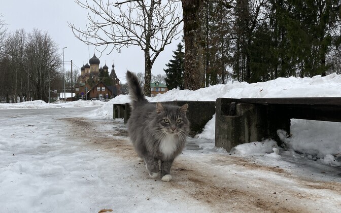 Puša, Kuremäe's most famous resident feral cat.