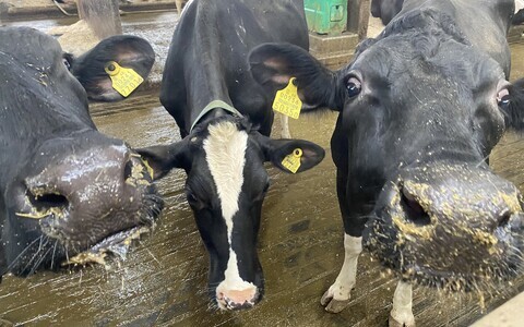 Молочные коровы.