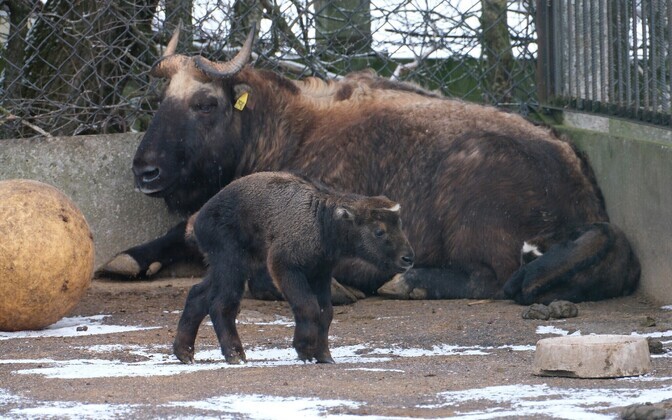 Takiinitalleke Tallinna Loomaaias