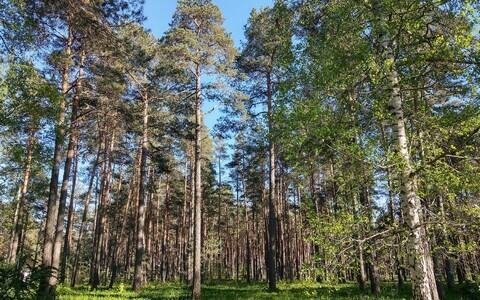 Лес. Иллюстративная фотография.