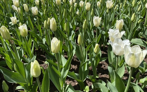 Tulbid Kirna mõisapargis.