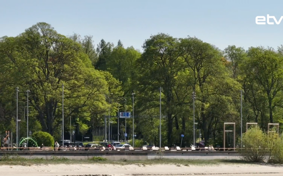 Таллиннские вязы.