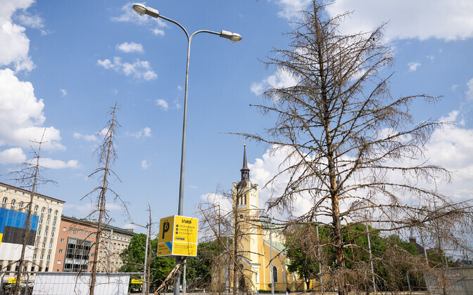 Eesti Erametsaliidu installatsioon