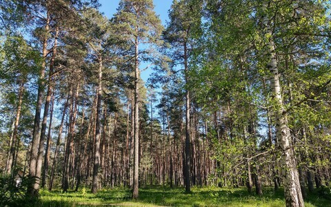 Лес. Иллюстративная фотография.