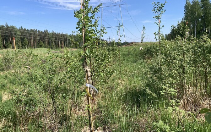 Construction of squirrel movement corridor.