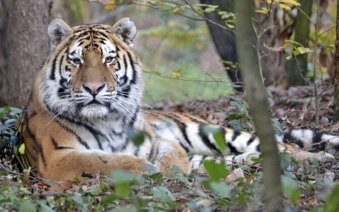 Тигрица Данута.