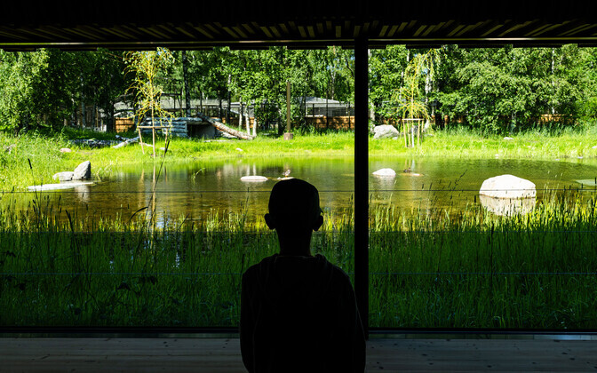 В Таллиннском зоопарке открылась Тигриная долина.