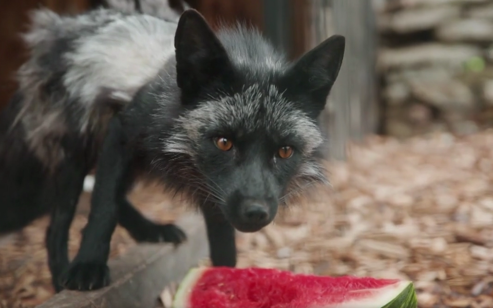 Лисица в приюте для животных 