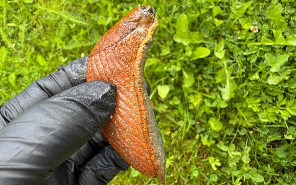 Испанские слизни.