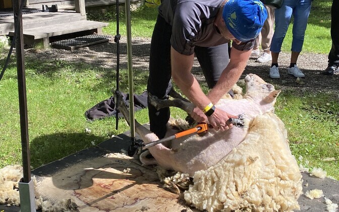 Sheep being sheared during Farm Day at C. R. Jakobson Farm Museum. August 2024.