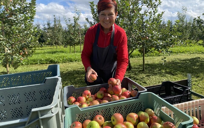 Piia ja Meelis Tiigemäe õunaaed Järva vallas Märjandi külas annab tänavu rohket saaki.