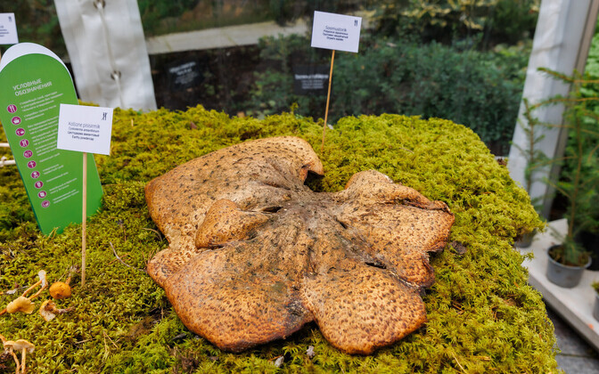 62nd Mushroom exhibition at the Estonian Museum of Natural History