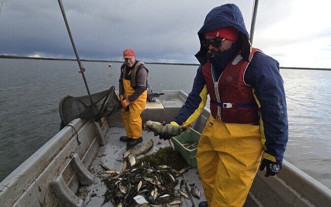 Улов эстонских рыбаков. Осень 2024 года.