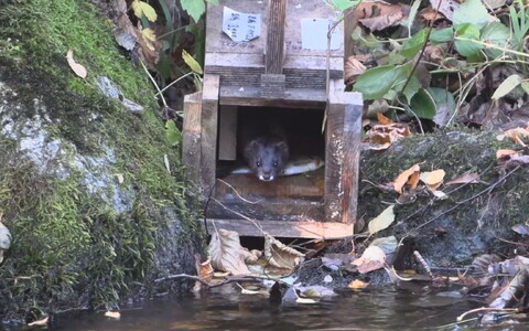 Европейская норка.