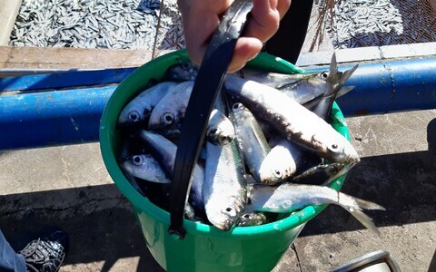 Салака. Иллюстративное фото.