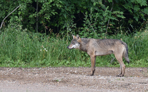 Волк в Тартумаа. Иллюстративное фото.