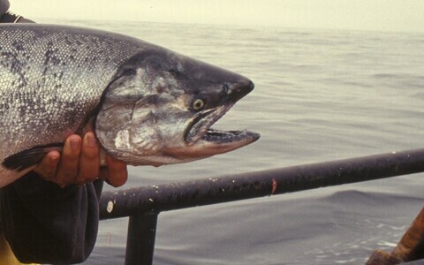 Лосось. Иллюстративная фотография.