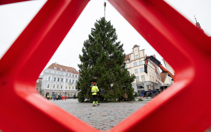 Tallinn's Christmas tree was installed on Raekoja plats on November 13, 2024.
