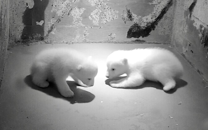 Inuk ja Imaq Aalborgi loomaaias