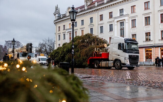 Tartu's Christmas tree arrived at Raekoja plats on November 26, 2024.