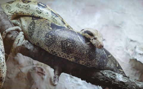 Насколько сложно содержать дома змею?