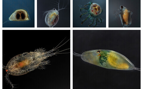 Valik vees elavaid väikeorganisme.