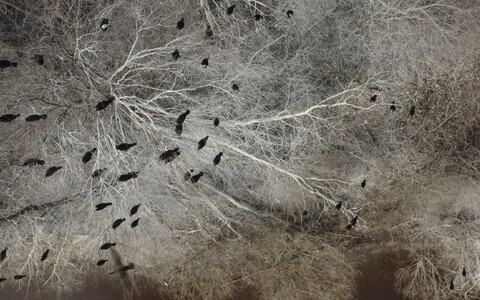 Теплой зимой бакланов можно увидеть и на эстонском побережье.