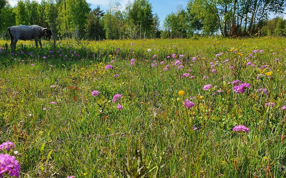 Pärandniit on üheaegselt karjamaa-heinamaa kui ka elupaik väga paljudele liikidele. Võsast puhastatud taastatud loopealne Muhu saarel.